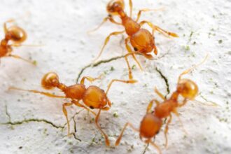 furnicile electrice se raspandesc rapid in franta muscaturile lor provoaca intepaturi dureroase si chiar soc anafilactic 696684b602e9d