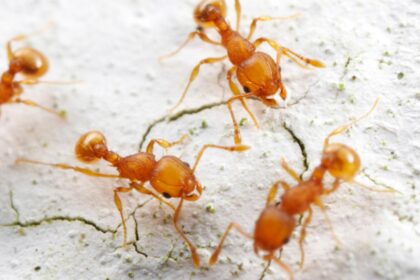 furnicile electrice se raspandesc rapid in franta muscaturile lor provoaca intepaturi dureroase si chiar soc anafilactic 696684b602e9d