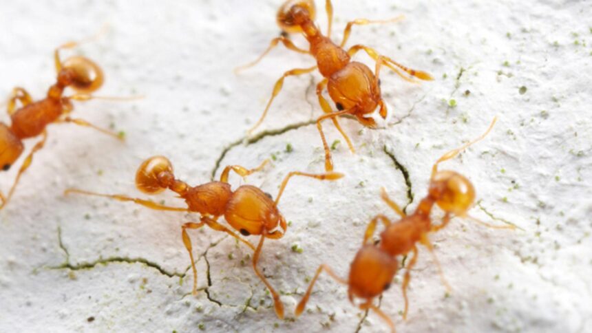 furnicile electrice se raspandesc rapid in franta muscaturile lor provoaca intepaturi dureroase si chiar soc anafilactic 696684b602e9d