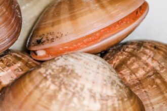 furtuna a dezvaluit lumea invizibila a marii plajele au ajuns sa fie acoperite cu de mii de scoici neobisnuite pentru litoralul marii negre 697a2a1e88928