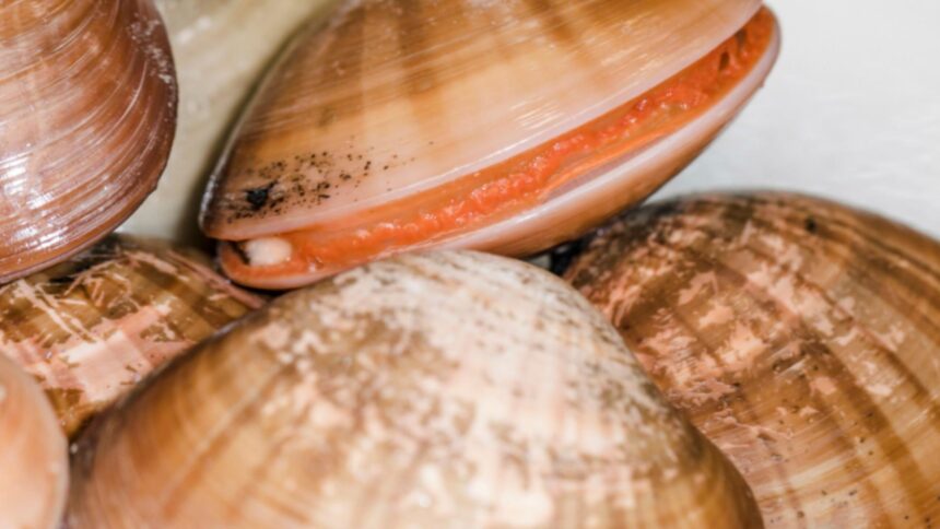 furtuna a dezvaluit lumea invizibila a marii plajele au ajuns sa fie acoperite cu de mii de scoici neobisnuite pentru litoralul marii negre 697a2a1e88928