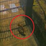 imagini inedite din inima capitalei trei vulpi vizitatori nocturni la muzeul antipa cum explica specialistii situatia video 6959163668102