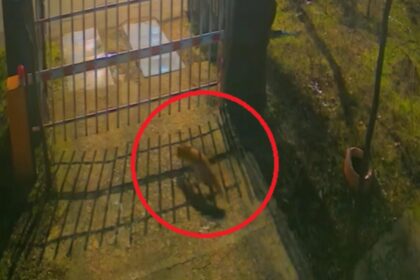 imagini inedite din inima capitalei trei vulpi vizitatori nocturni la muzeul antipa cum explica specialistii situatia video 6959163668102