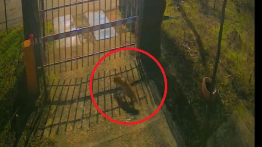 imagini inedite din inima capitalei trei vulpi vizitatori nocturni la muzeul antipa cum explica specialistii situatia video 6959163668102