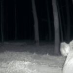 intalnire de gradul zero in parcul national defileul jiului un mistret si un urs s au trezit fata in fata video 6964ac29bf97e