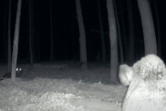 intalnire de gradul zero in parcul national defileul jiului un mistret si un urs s au trezit fata in fata video 6964ac29bf97e