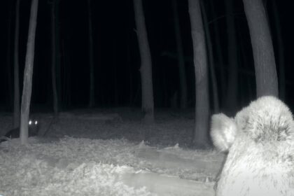 intalnire de gradul zero in parcul national defileul jiului un mistret si un urs s au trezit fata in fata video 6964ac29bf97e