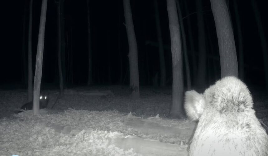 intalnire de gradul zero in parcul national defileul jiului un mistret si un urs s au trezit fata in fata video 6964ac29bf97e