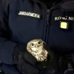 interventie inedita a jandarmilor in botosani un botosanean s a trezit cu o bufnita in bucatarie 6963b1423486d