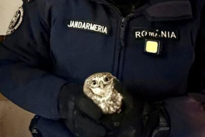 interventie inedita a jandarmilor in botosani un botosanean s a trezit cu o bufnita in bucatarie 6963b1423486d