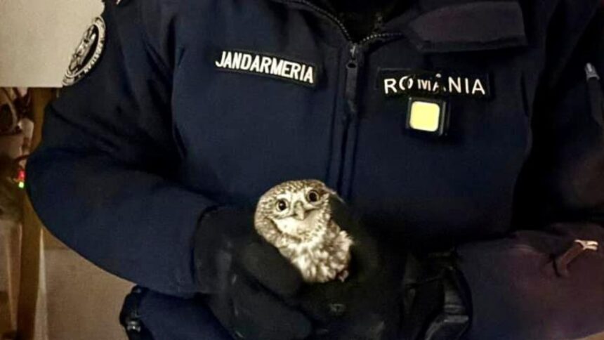 interventie inedita a jandarmilor in botosani un botosanean s a trezit cu o bufnita in bucatarie 6963b1423486d