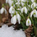 meteo 25 ianuarie 2026 primavara timpurie dar cu vant puternic la munte maxime de 15 grade in tara 6975b014d66e2