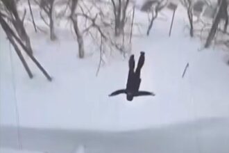 metoda inedita de a iesi din casa un rus a testat prospetimea zapezii sarind de la etajul 5 video 6972437ae0b0a