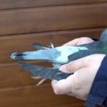 metoda porumbelul cea mai noua modalitate de jaf patru indivizi au ajuns in arest la cluj napoca 697b978cd70eb