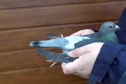 metoda porumbelul cea mai noua modalitate de jaf patru indivizi au ajuns in arest la cluj napoca 697b978cd70eb