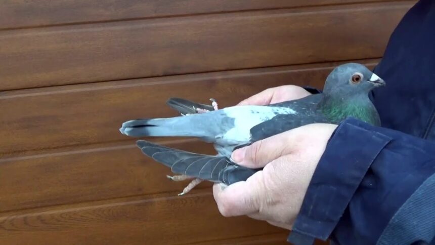 metoda porumbelul cea mai noua modalitate de jaf patru indivizi au ajuns in arest la cluj napoca 697b978cd70eb