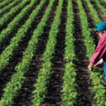 ministerul agriculturii a autorizat la plata peste 527 milioane de euro pentru fermierii romani 6969126d2510a