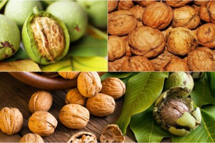 motivul pentru care nucile sunt considerate otrava tacuta semnele pe care majoritatea oamenilor le ignora 696ff32637e76