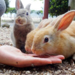 okunoshima cum a devenit o insula nelocuita un paradis al iepurilor si o destinatie turistica virala in japonia 6961e03c4c58a