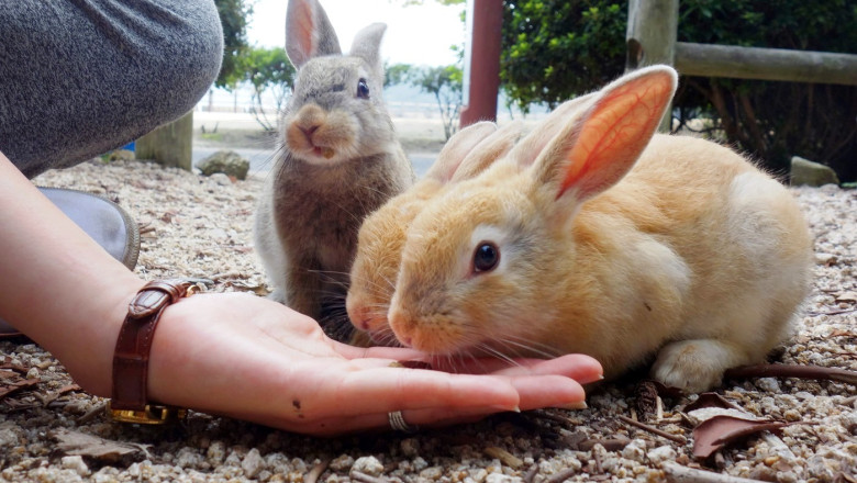 okunoshima cum a devenit o insula nelocuita un paradis al iepurilor si o destinatie turistica virala in japonia 6961e03c4c58a