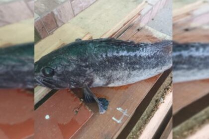 peste misterios prins la malul marii negre specia ar putea proveni din coreea 6971ee74e0fca