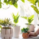 plante care atrag energia pozitiva si aduc prosperitate in casa conform principiilor feng shui 696f4b02ac14a