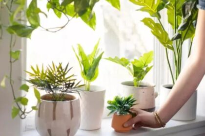 plante care atrag energia pozitiva si aduc prosperitate in casa conform principiilor feng shui 696f4b02ac14a