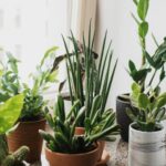 plantele care aduc noroc in 2026 ce recomanda specialistii in feng shui sa avem in locuintele noastre 695b9c2c7ca9f