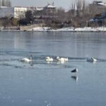 pompierii intervin pentru salvarea unor lebede blocate intre sloiurile de gheata de pe lacul tabacariei din constanta video 696627d5c7d8b