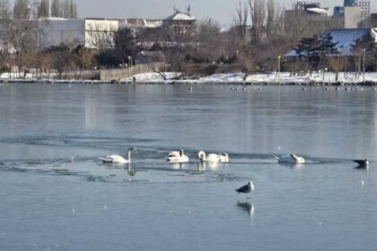 pompierii intervin pentru salvarea unor lebede blocate intre sloiurile de gheata de pe lacul tabacariei din constanta video 696627d5c7d8b