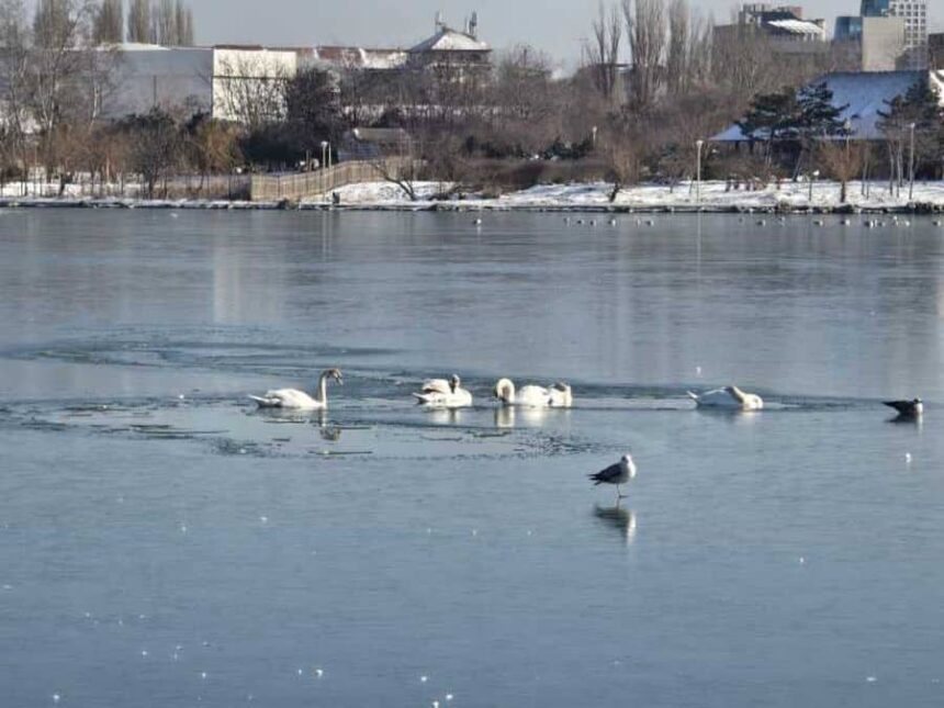 pompierii intervin pentru salvarea unor lebede blocate intre sloiurile de gheata de pe lacul tabacariei din constanta video 696627d5c7d8b