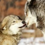 rolul esential al lupului omega cel mai slab rang din lumea lupilor fara el haita s ar destrama iar masculul alfa ar fi un nimeni 697b92093e5a1