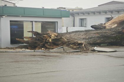 sfarsitul unui simbol ultimul martor al codrilor vlasiei stejarul secular din bucuresti s a prabusit care ar fi fost cauzele foto 695e4bbb02ccd