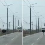 struti evadati in vaslui pe sosea ba sefule de unde ati aparut ba video 697c8a498d374