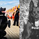 suier cainele simbol al luptei antidrog a murit a fost mai mult decat un coleg el a fost un camarad de nadejde 69581b5b70207