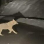 surpriza pentru un sofer din judetul bihor o haita de lupi i a aparut in fata masinii ce a facut unul dintre animale 6964af9471ff2