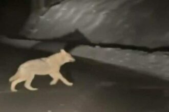 surpriza pentru un sofer din judetul bihor o haita de lupi i a aparut in fata masinii ce a facut unul dintre animale 6964af9471ff2