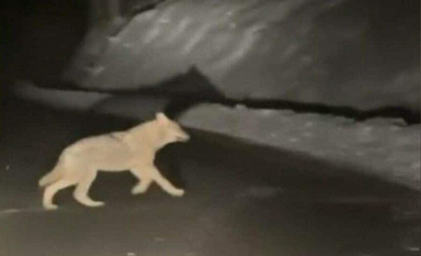 surpriza pentru un sofer din judetul bihor o haita de lupi i a aparut in fata masinii ce a facut unul dintre animale 6964af9471ff2