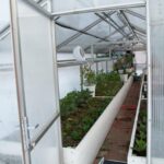 top 7 legume pe care le poti planta inca din luna ianuarie secretul gradinarilor cu experienta a iesit la iveala 69650fe1301ee