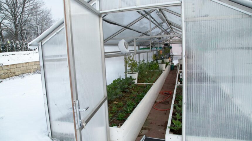 top 7 legume pe care le poti planta inca din luna ianuarie secretul gradinarilor cu experienta a iesit la iveala 69650fe1301ee