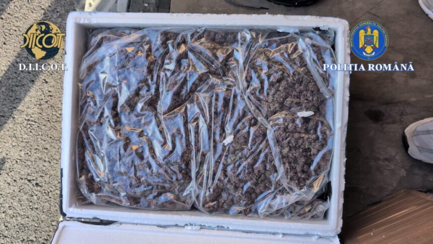 traficanti de droguri retinuti in timp ce ridicau un colet cu 35 kilograme de canabis primit din spania video 6957ae35c5c67 1