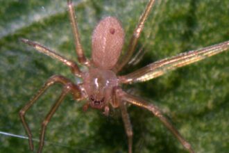 un paianjen veninos a pus stapanire pe o destinatie europeana preferata de romani muscaturile pot provoca necroza 696c0748537c9