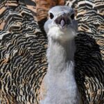 un simbol al naturii romanesti se afla in pragul disparitiei specialistii trag un semnal de alarma 696559eb2faa1