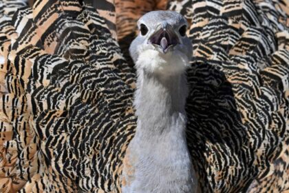 un simbol al naturii romanesti se afla in pragul disparitiei specialistii trag un semnal de alarma 696559eb2faa1