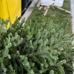 unde aruncam bradul dupa sarbatori regulile stricte din romania si sanctiunile uriase pentru cei care ignora punctele de colectare 695bfbd2d4659