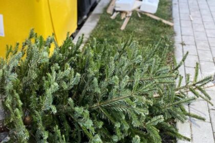 unde aruncam bradul dupa sarbatori regulile stricte din romania si sanctiunile uriase pentru cei care ignora punctele de colectare 695bfbd2d4659