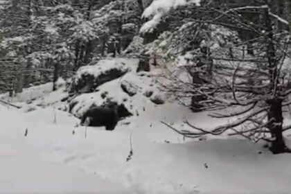 ursii au iesit din hibernare un grup de turisti din masivul piatra mare s a trezit cu animalul masiv in mijlocul zapezilor video 695a96828867b