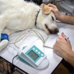 veterinarii din iasi avertizeaza oug 89 pune sanatatea publica in pericol finantarea serviciilor veterinare de baza reduse la jumatate 6966ec57ccf18