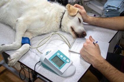 veterinarii din iasi avertizeaza oug 89 pune sanatatea publica in pericol finantarea serviciilor veterinare de baza reduse la jumatate 6966ec57ccf18