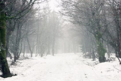 vijelia isi arata coltii in vestul tarii anm a emis cod galben de vant puternic in 2 judete 69595b4848010